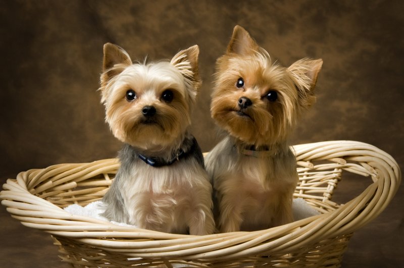 Sweatheart Portraits